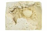Fossil Crab (Potamon) Preserved in Travertine - Turkey #350885-3